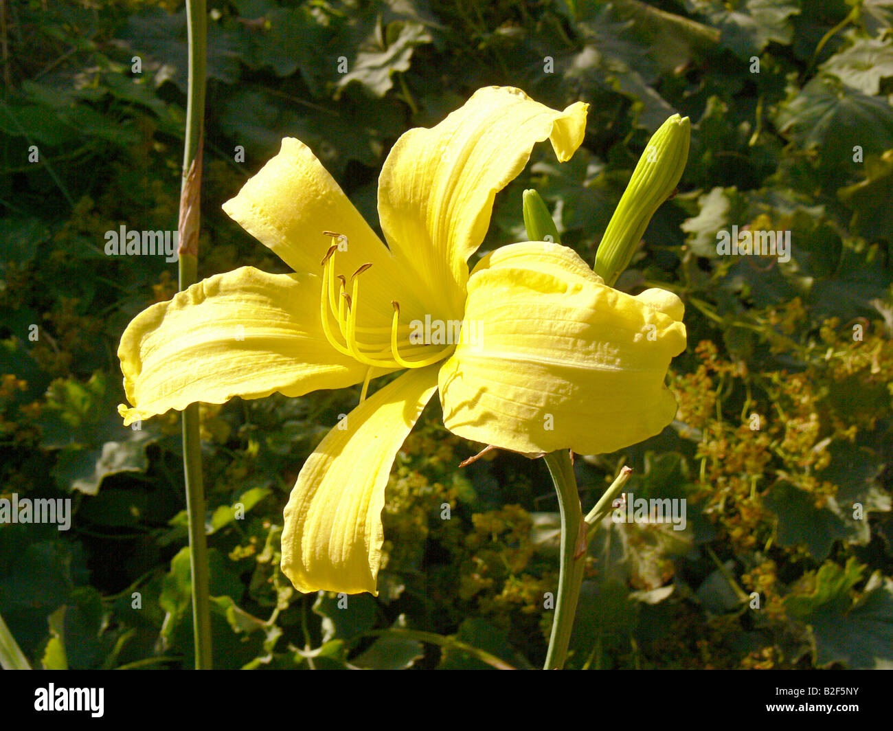 daylily - yellow blossom / Hemerocallis Stock Photo