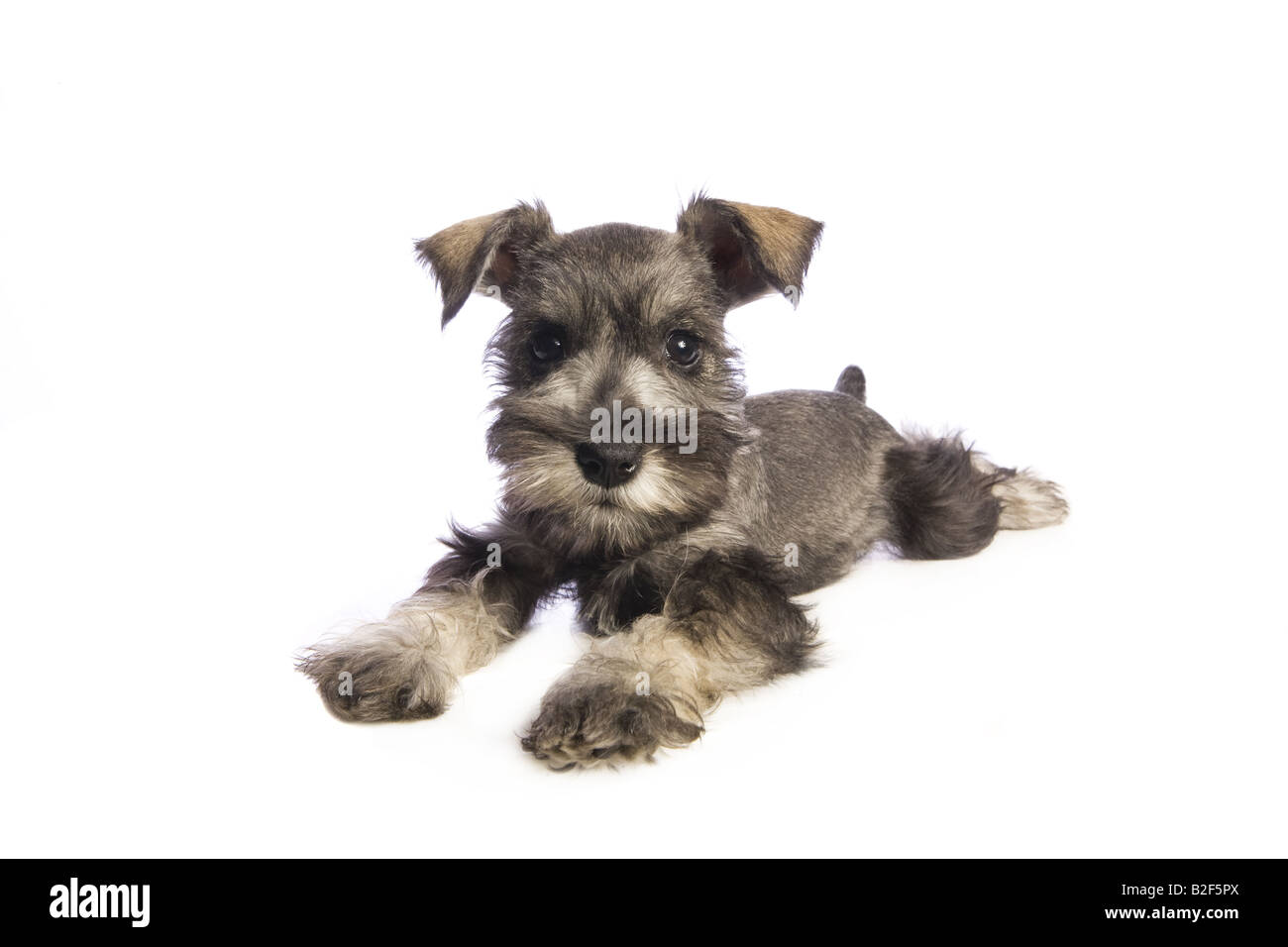 Adorable Miniature Schnauzer puppy lying down isolated on white
