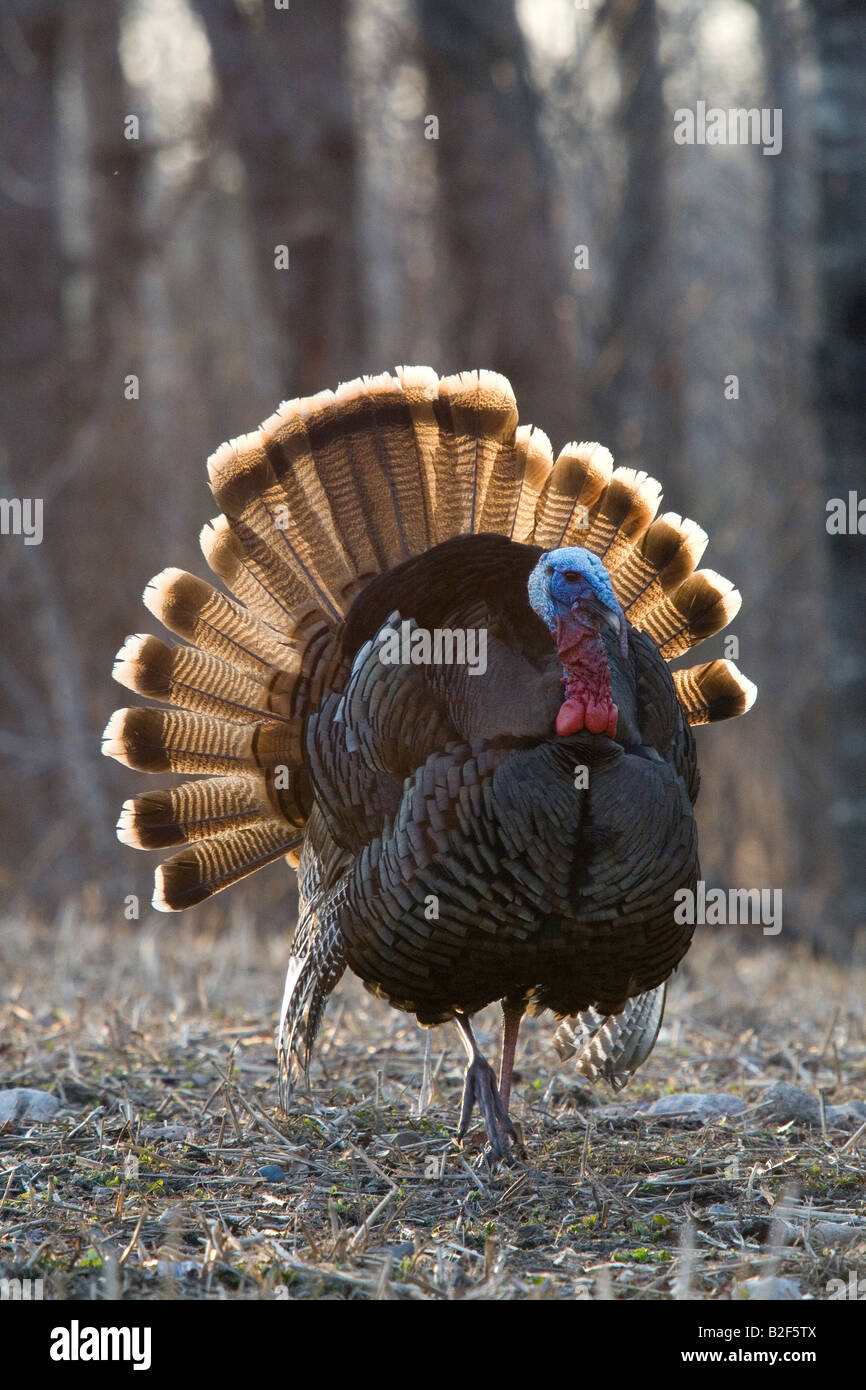 Jake eastern wild Turkey in spring Stock Photo Alamy