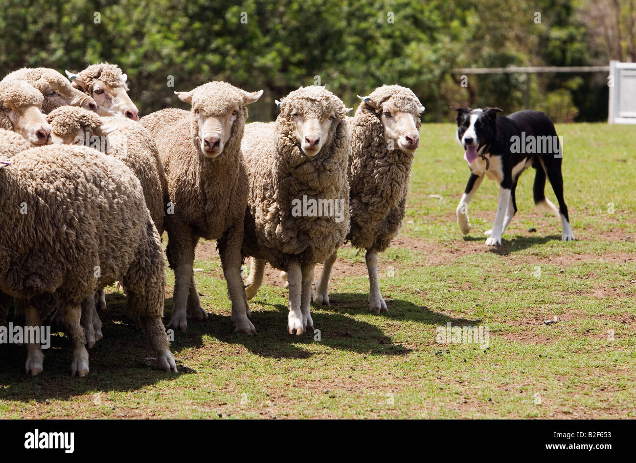 Sheep dog - Queensland, AUSTRALIA Stock Photo
