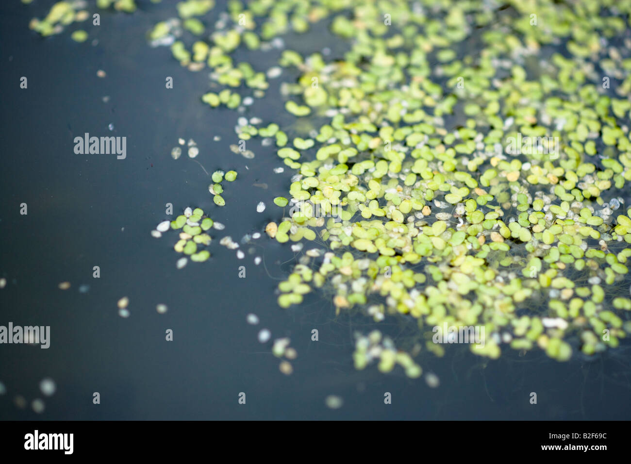 duckweed growing in garden pond Stock Photo Alamy