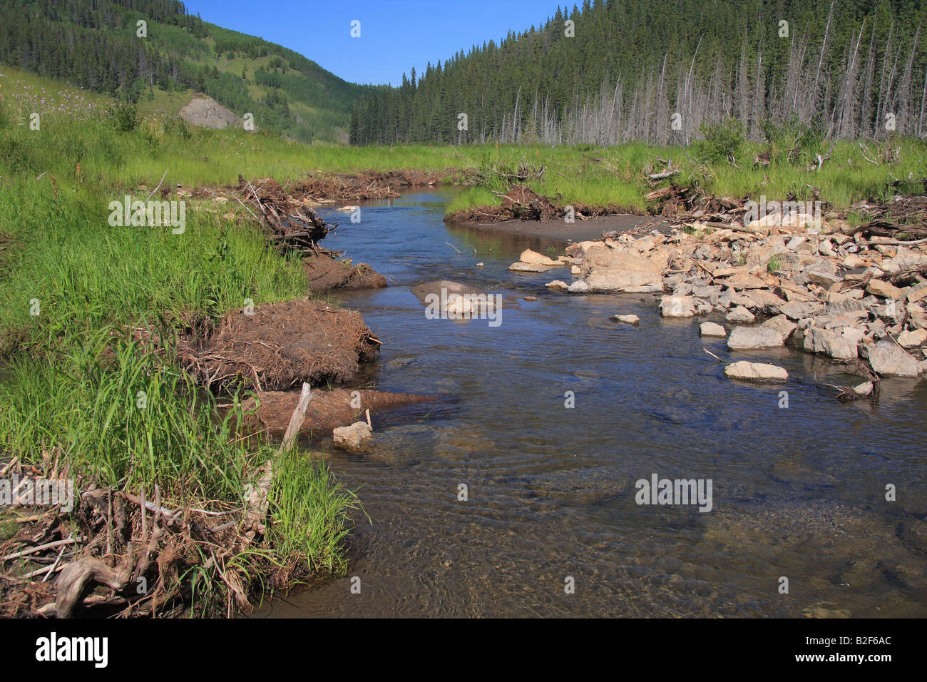 Muddy creek at Sibbald flats in Kananaskis Country, Alberta Stock Photo