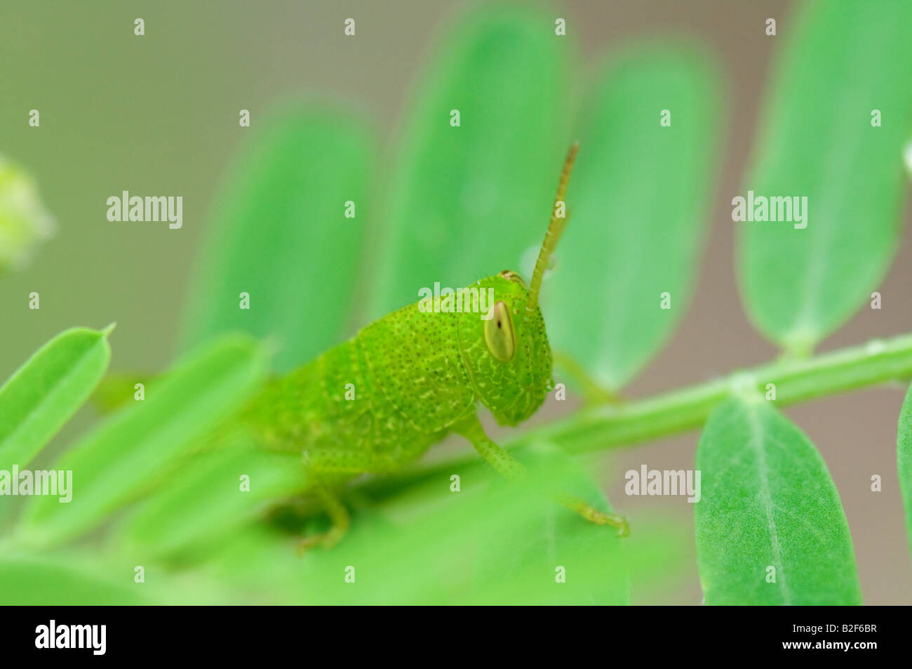 The closeup view of grasshopper on leafs Stock Photo