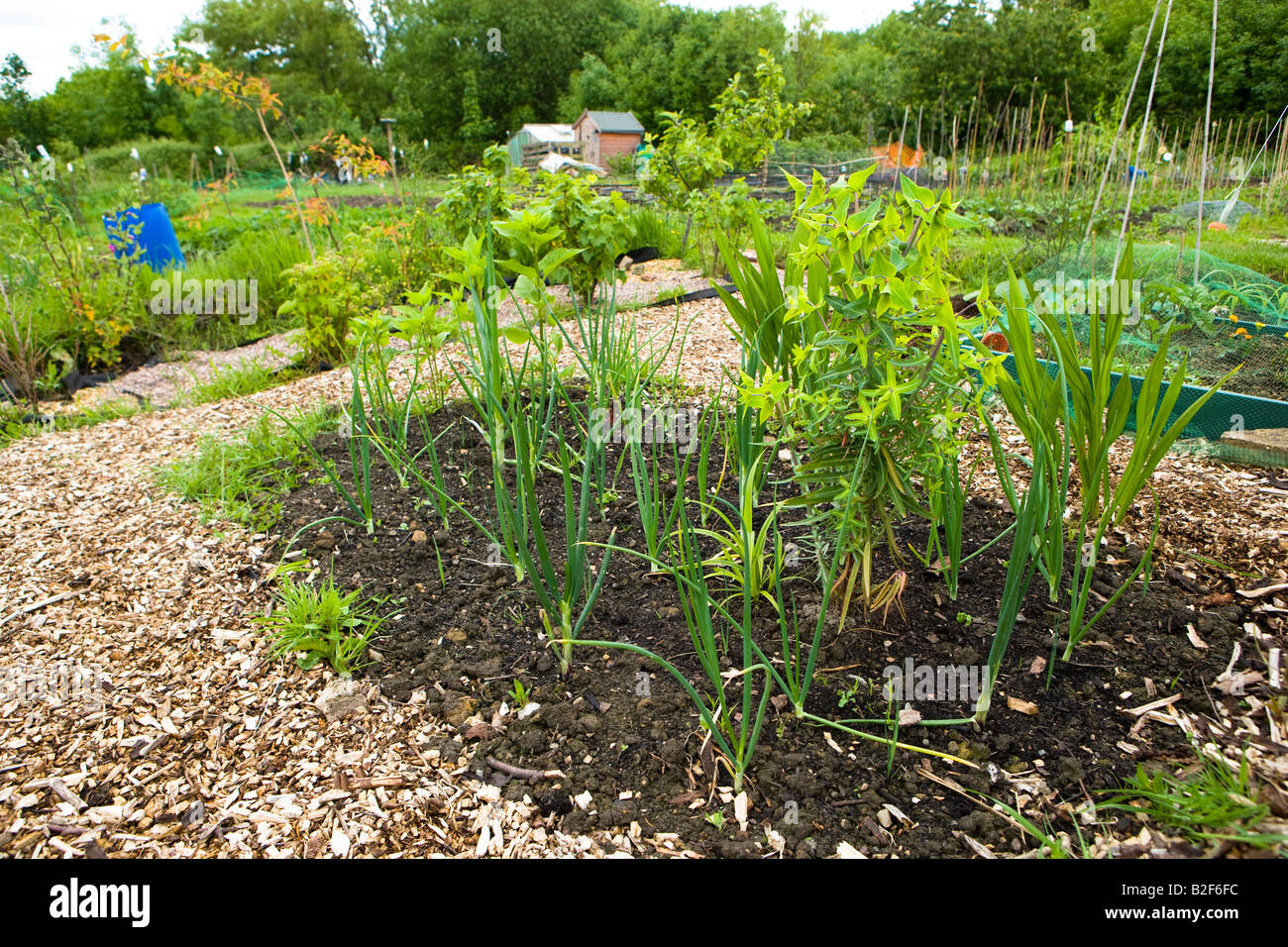 Allotment bed hi-res stock photography and images - Alamy