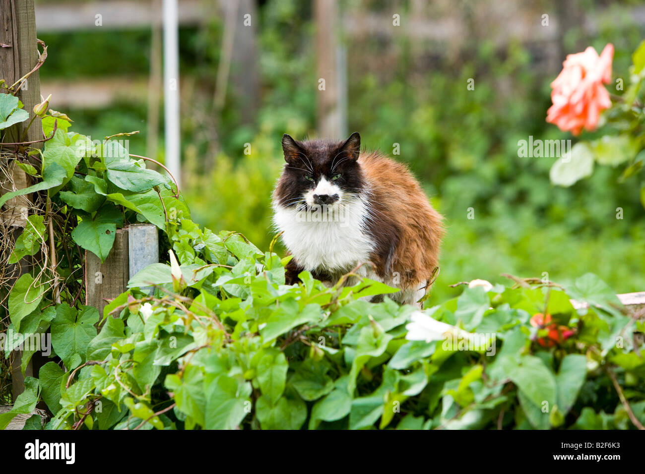 old tom cat on an inner city allotment Stock Photo