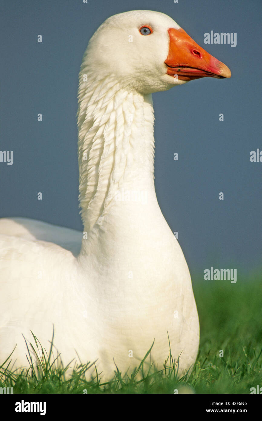 Domestic Goose (Anser anser), portrait Stock Photo