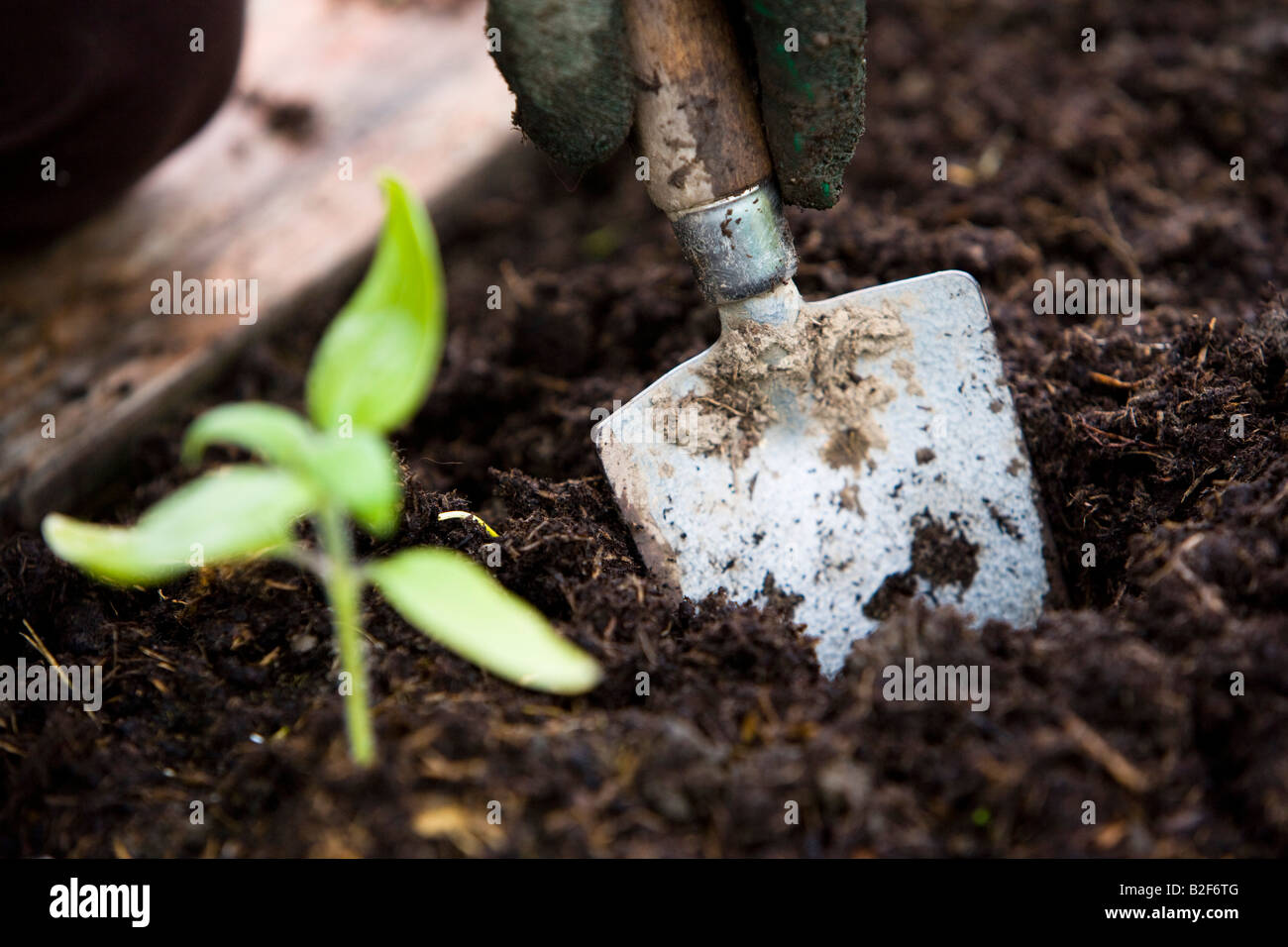 planting seedlings in a vegetable patch with a hand trowel Stock Photo