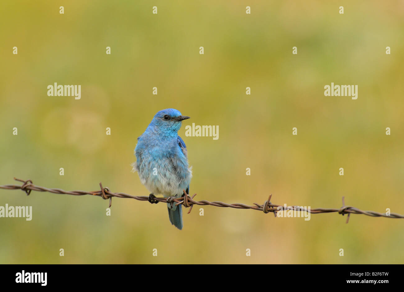 A male mountain blue bird sits perched on a barbed wire fence Stock Photo