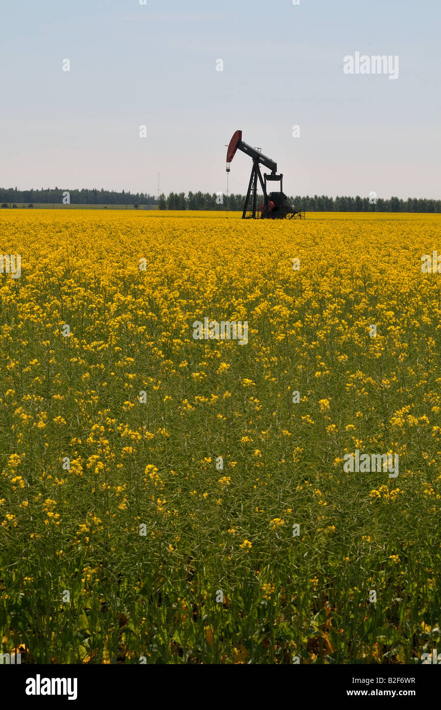 An oil pump jack in a canola field Stock Photo
