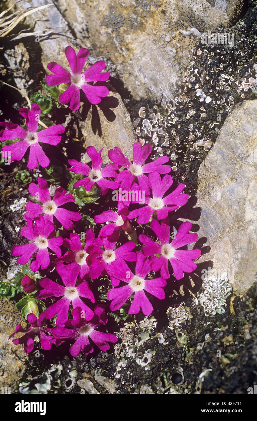 primrose / Primula spectabilis Stock Photo