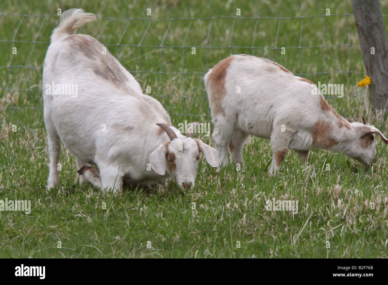 Nanny goat and kid in Manitoba pasture Stock Photo - Alamy