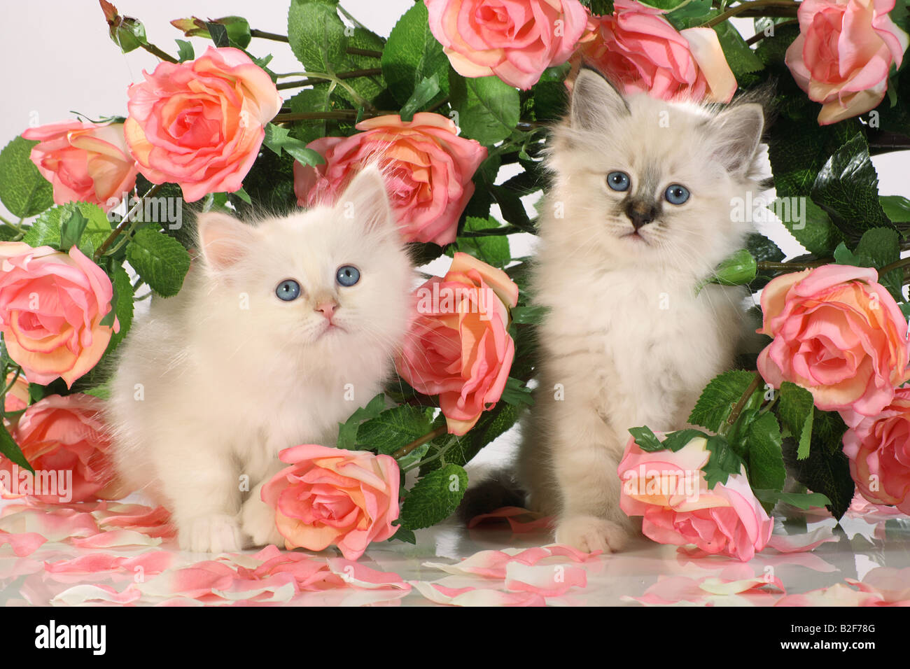 Sacred cat of Burma. Two kittens among pink roses Stock Photo Alamy