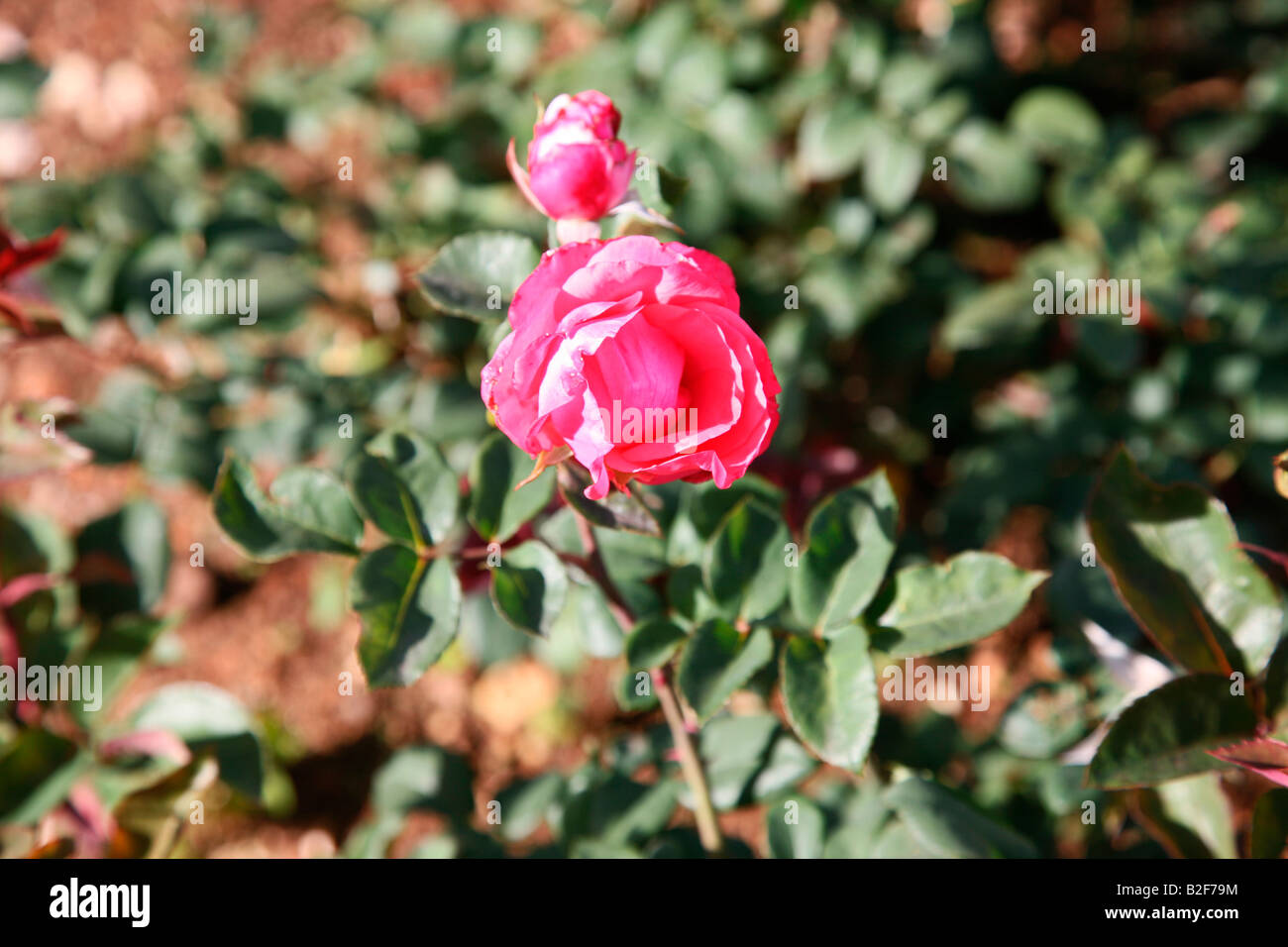 Humility rose flower hi-res stock photography and images - Alamy