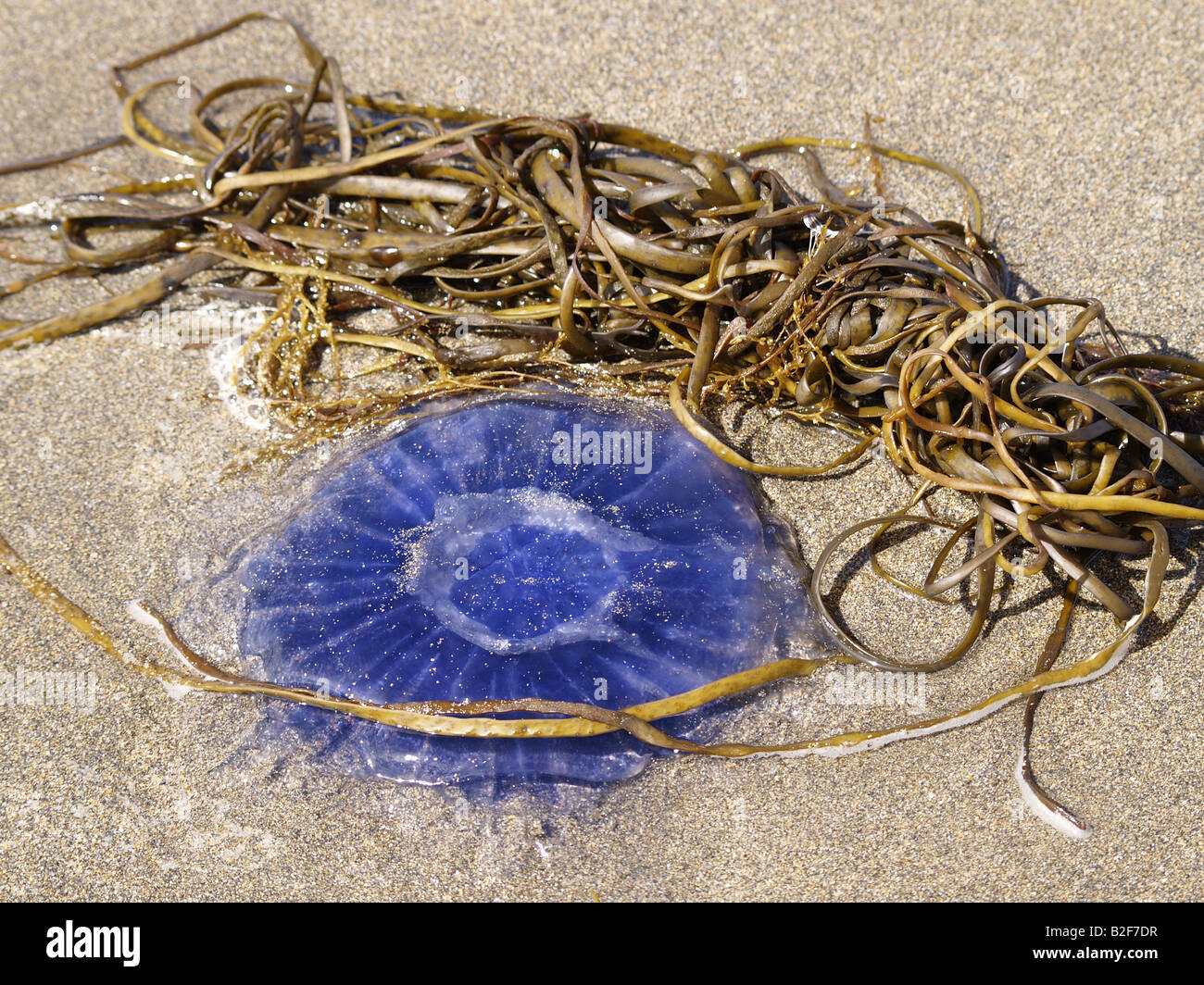 Cyanea lamarcki , Blue jellyfish washed up on the beach. Cornwall, UK, British Isles Stock Photo