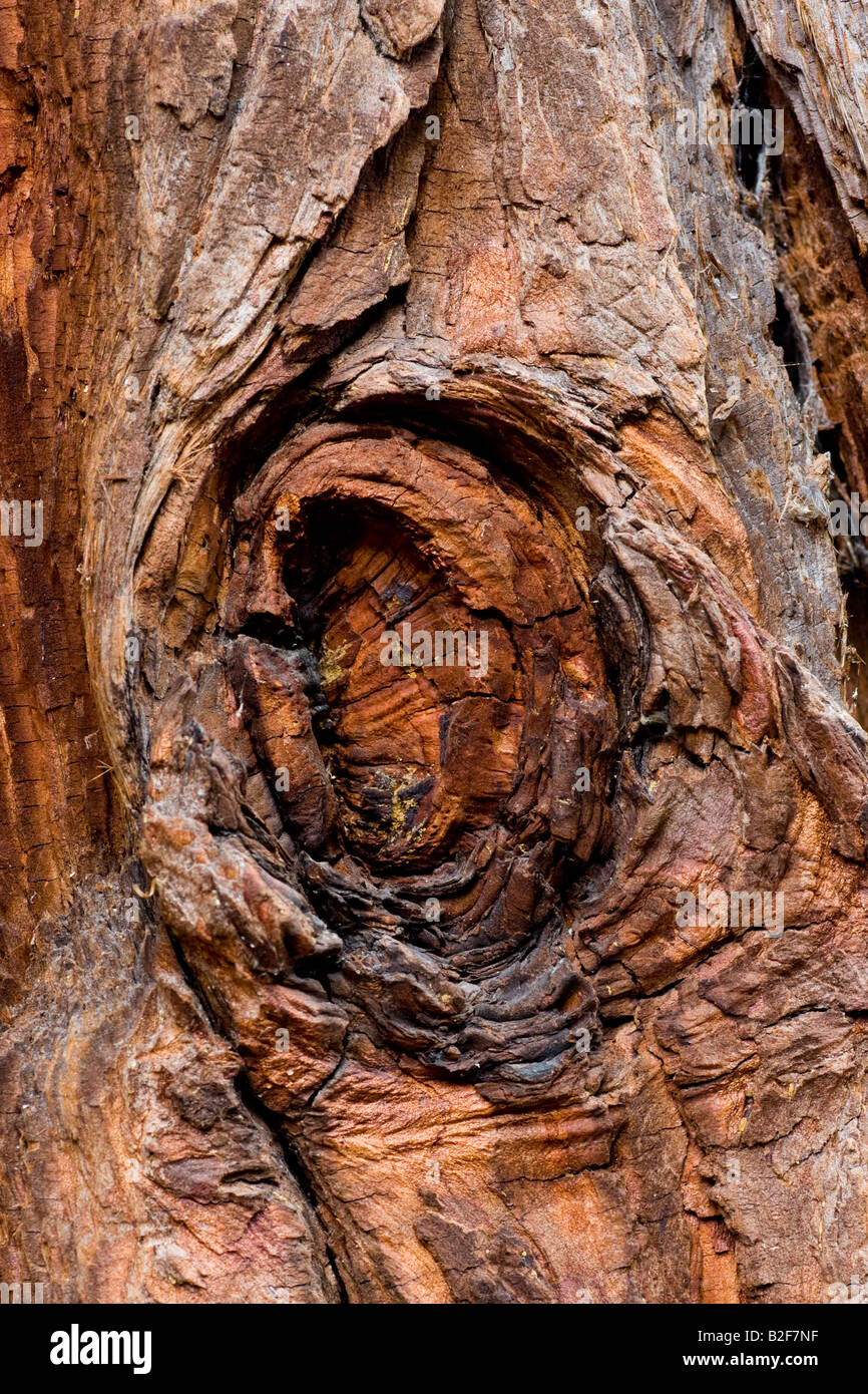 Tree Wood Bark with Knot Stock Photo