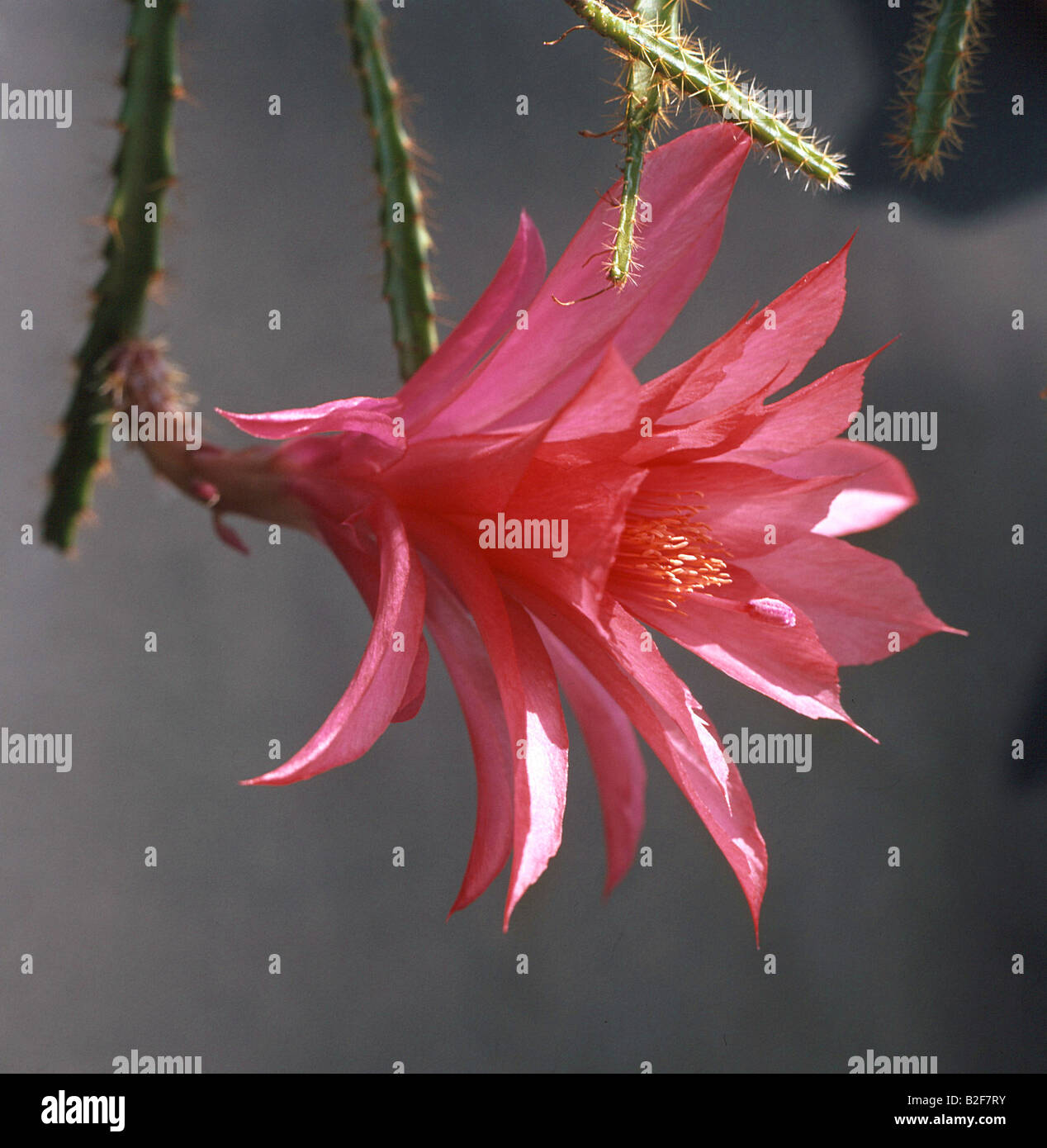 Disocactus flagelliformis - blossom Stock Photo