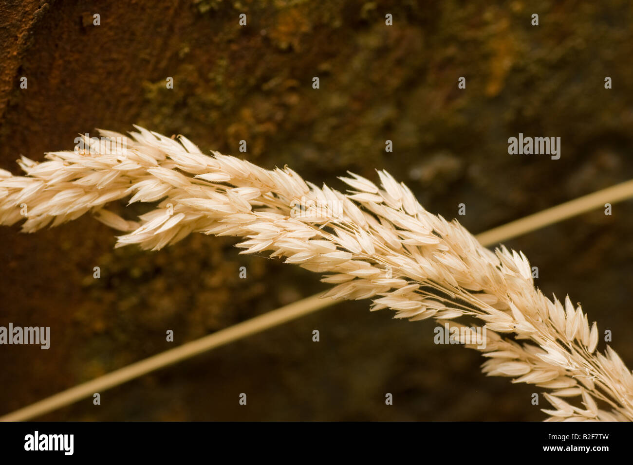 Oat with Rust Background Stock Photo