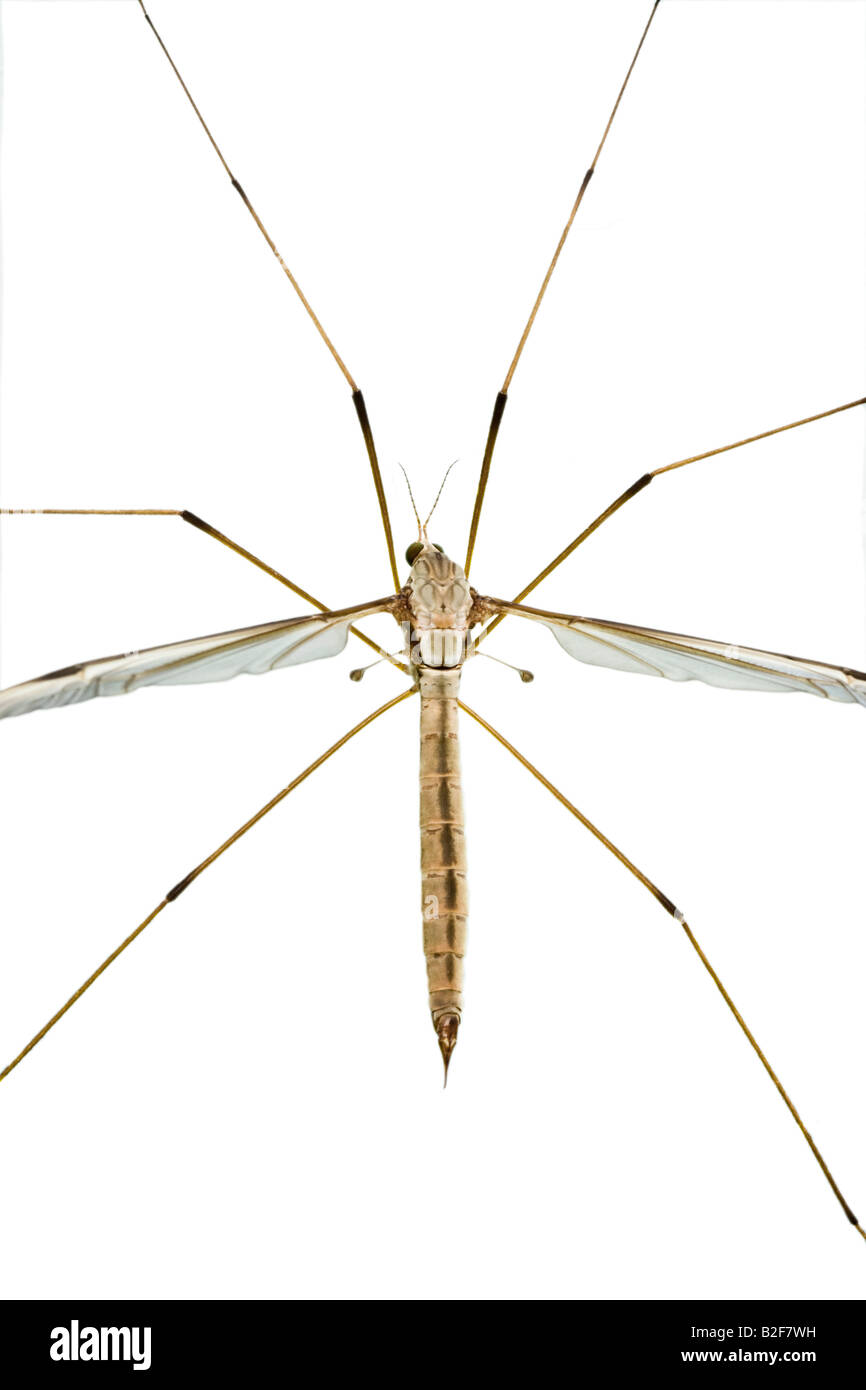 Macro Image of a Female Crane Fly (family Tipulidae) also known as Daddy Long Legs, on a White Background, England. Stock Photo