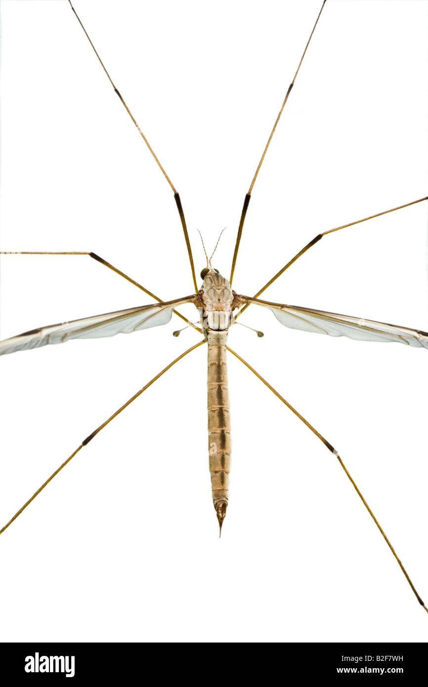 Macro Image of a Female Crane Fly (family Tipulidae) also known as
