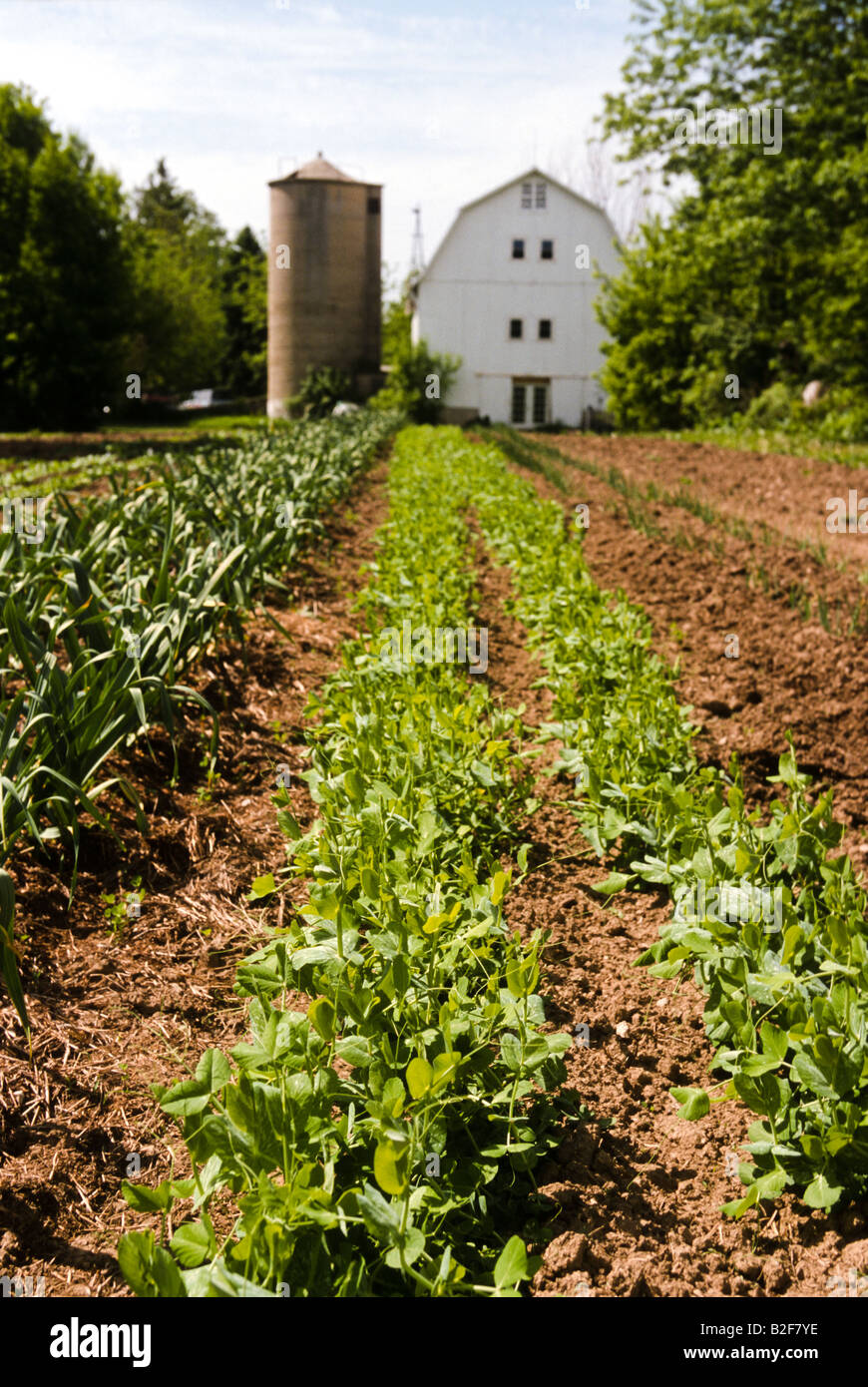 Illinois Richmond Rows Of Pea Plants And Garlic Organic Farm Field