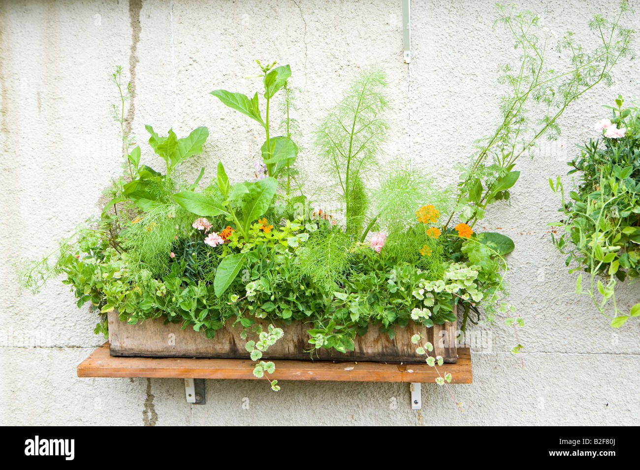 planter full of colourful annuals in a garden Stock Photo - Alamy