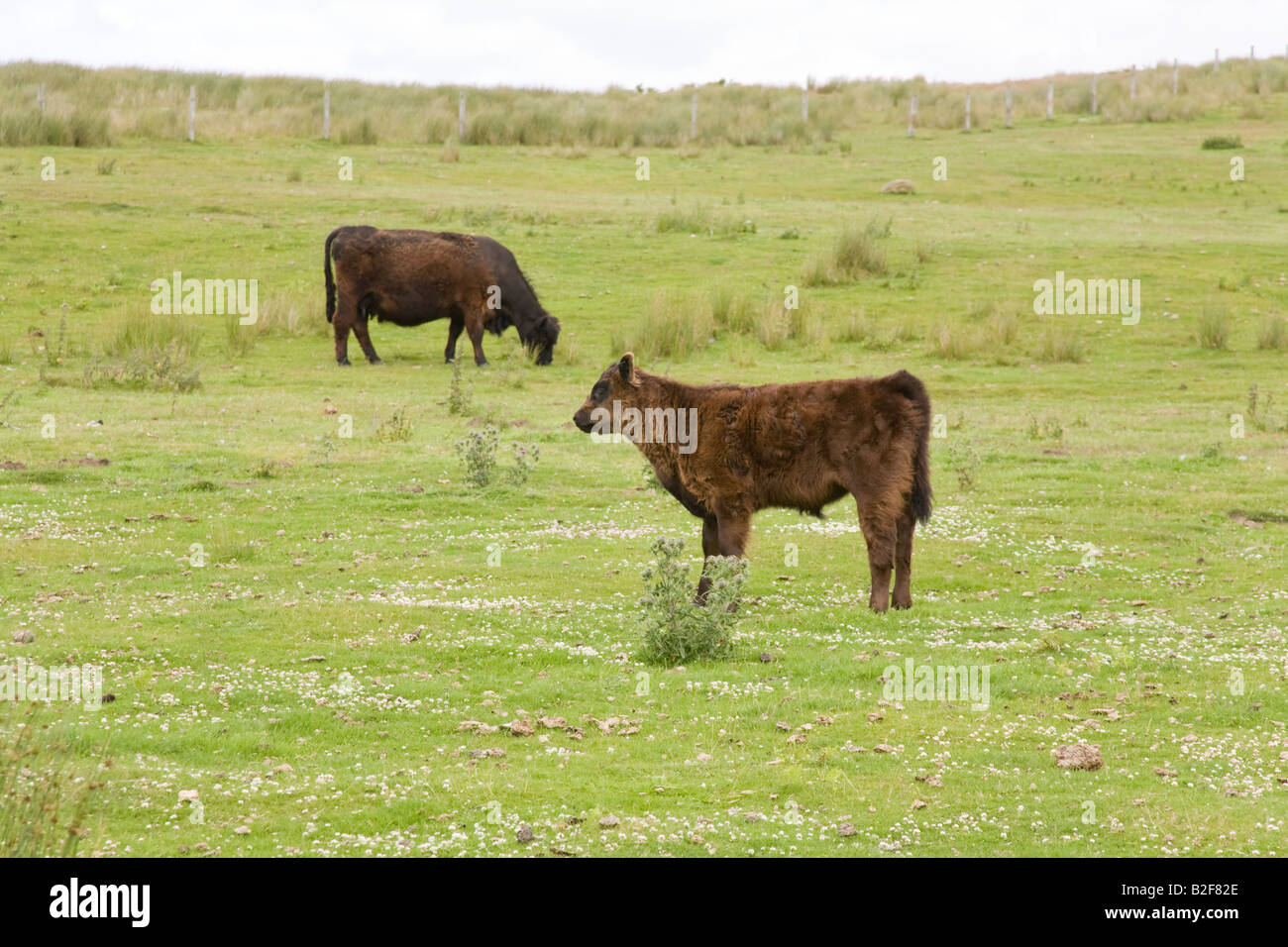 Angus cows hi-res stock photography and images - Alamy