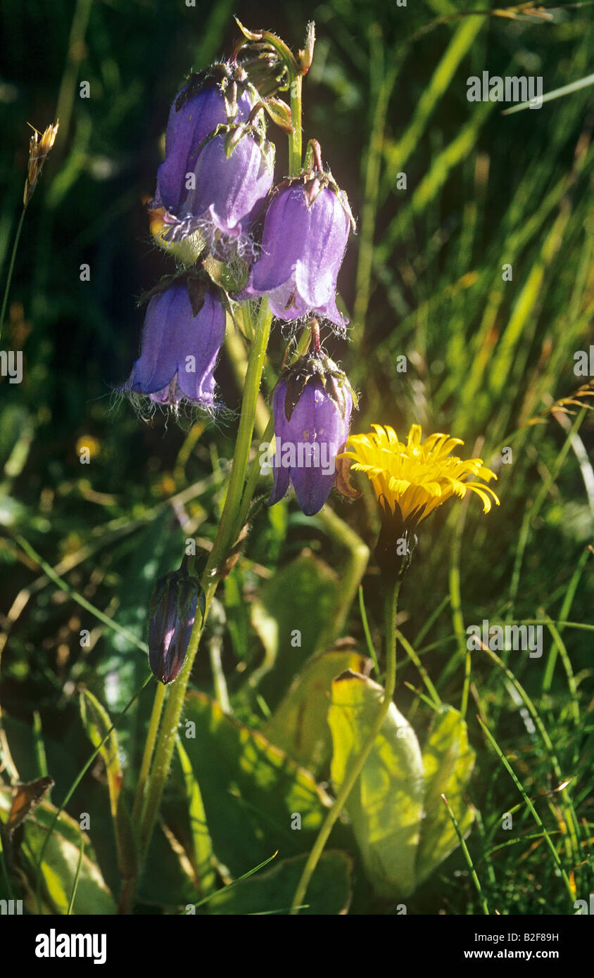 bearded bellflower and Bearded Viper's Grass Stock Photo