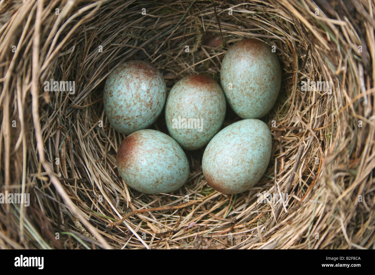 Magpie's Nest — menacing egg