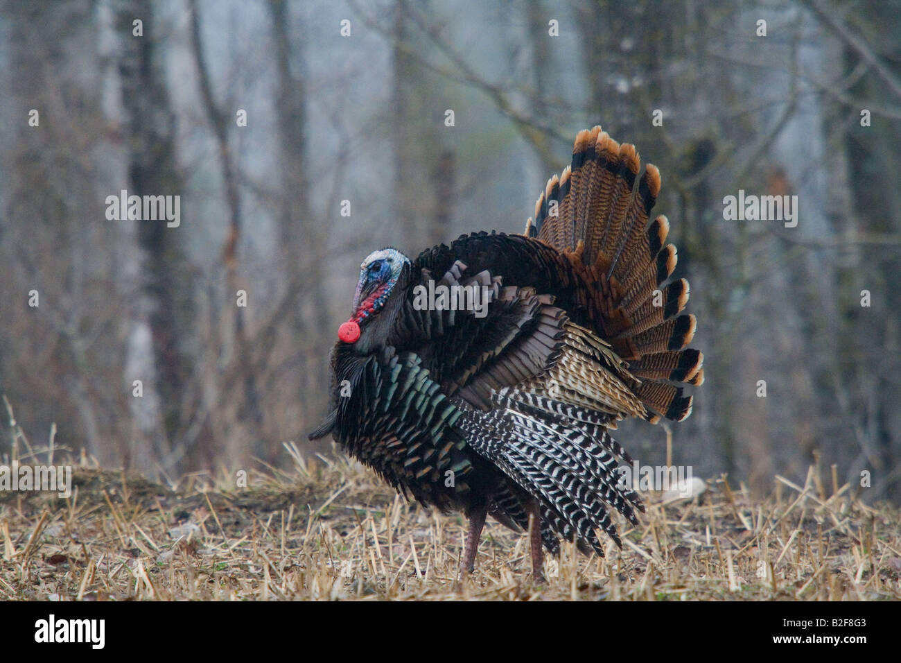Jake eastern wild turkey in spring Stock Photo Alamy
