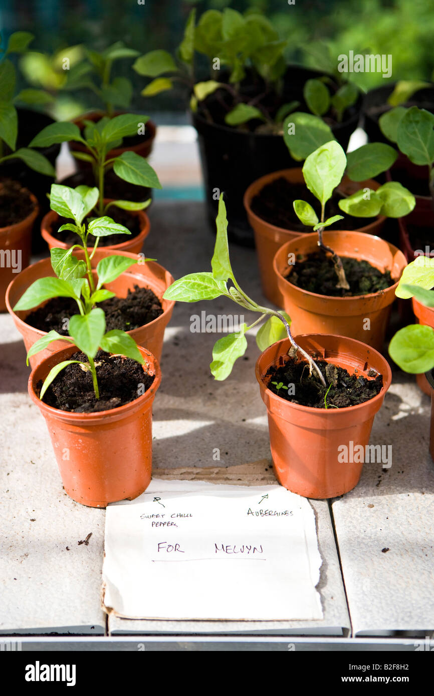 seedlings in small plant pots with note to new owner Stock Photo