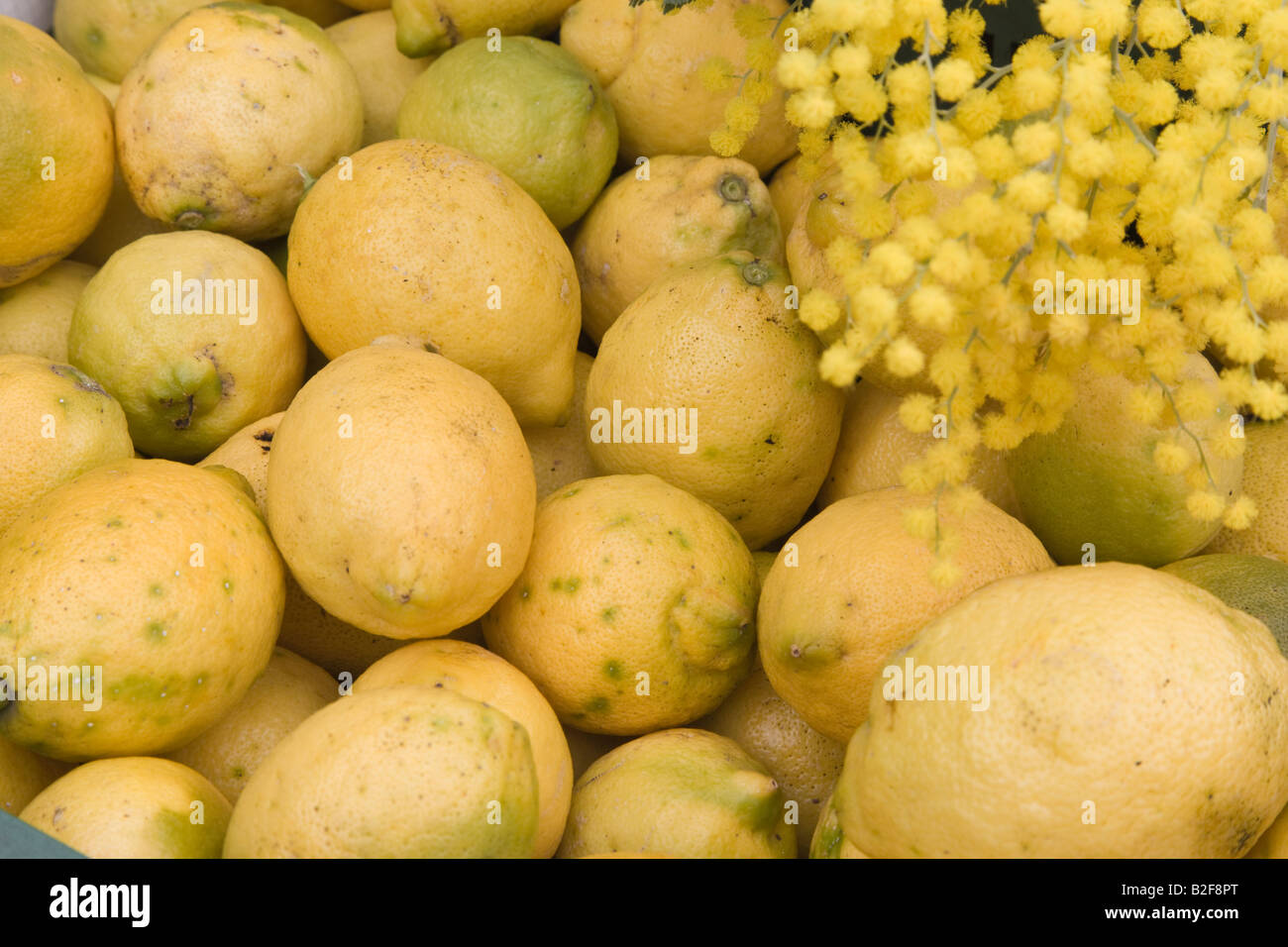 Lemons Stock Photo