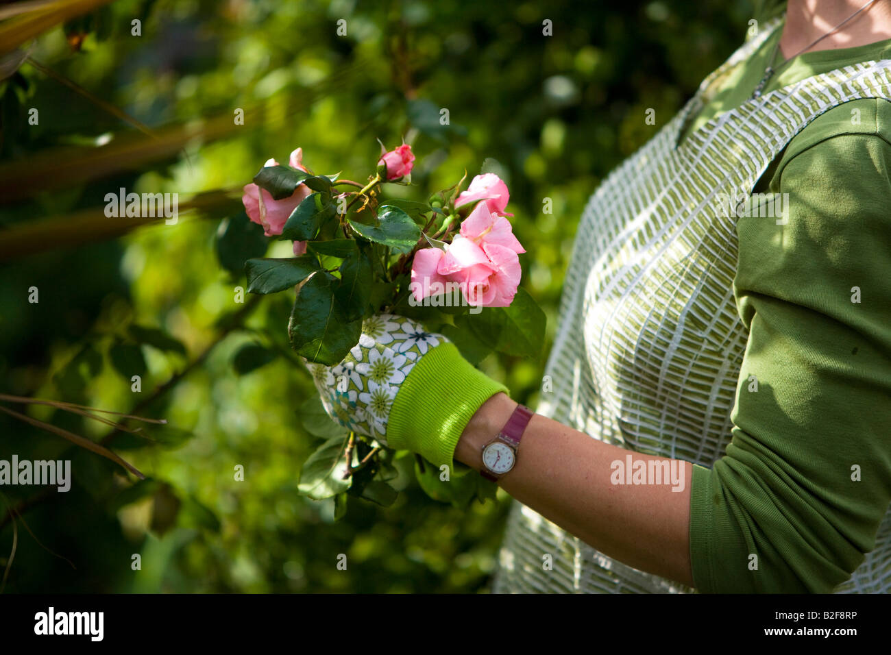 Cutting roses uk hires stock photography and images Alamy