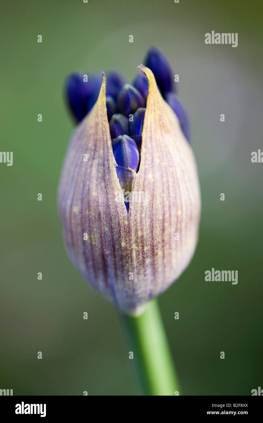 Agapanthus 'Quink drops'. African blue lily flower casing opening Stock Photo