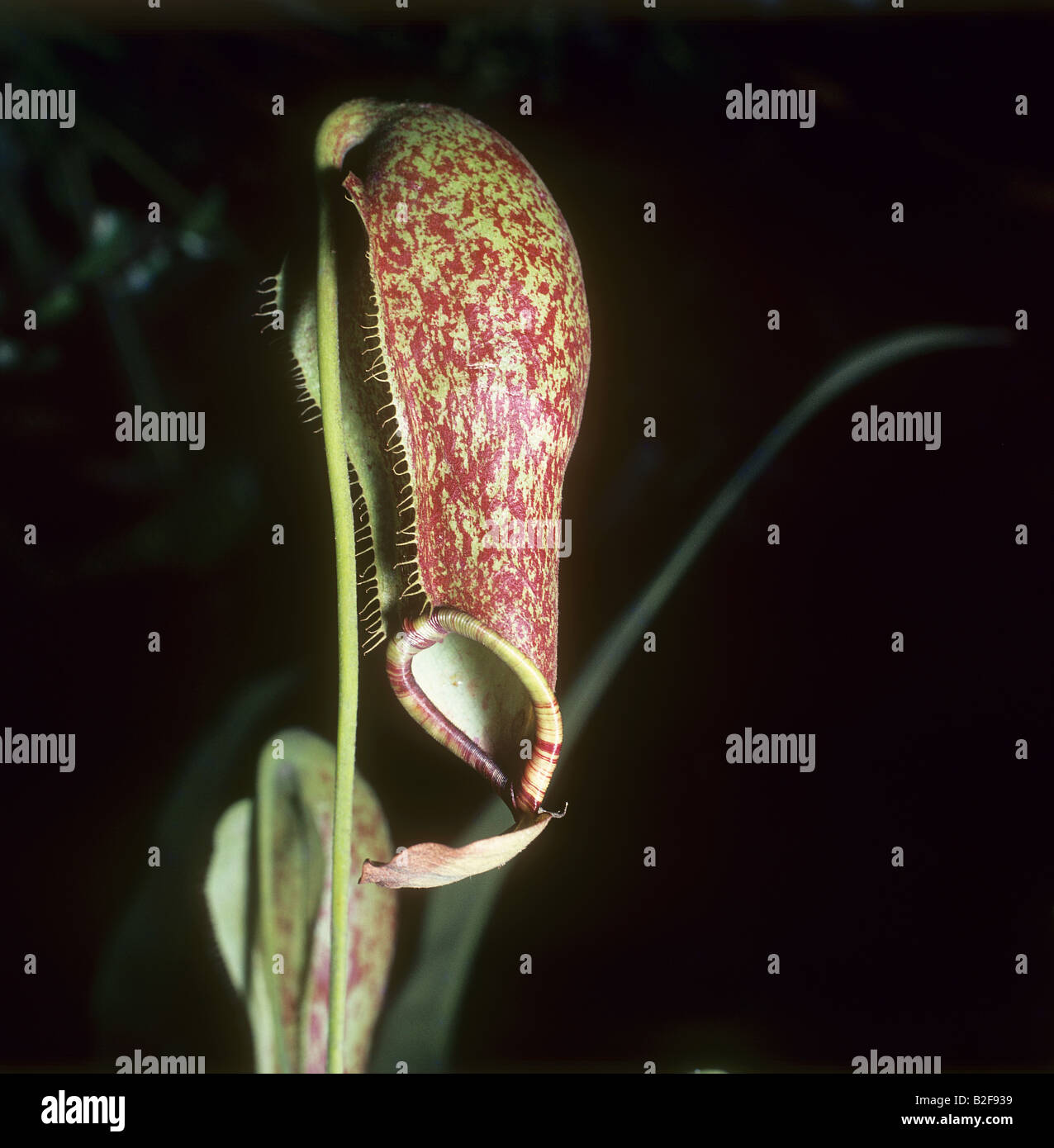Nepenthes coccinea / Nepenthes coccinea Stock Photo