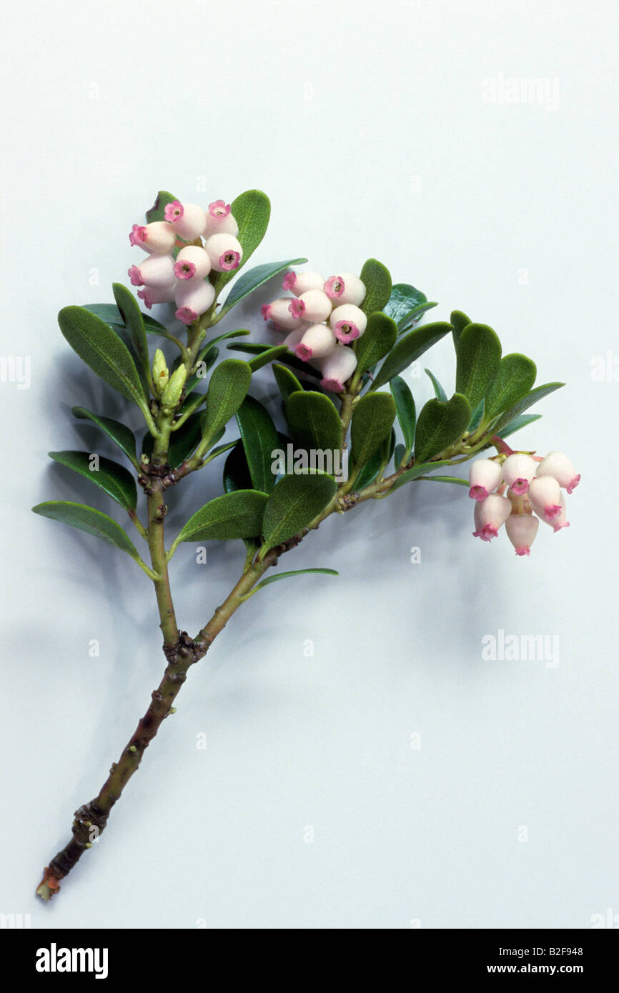 Bearberry, Mountain Cranberry (Arctostaphylos uva-ursi), flowering twig, studio picture Stock Photo