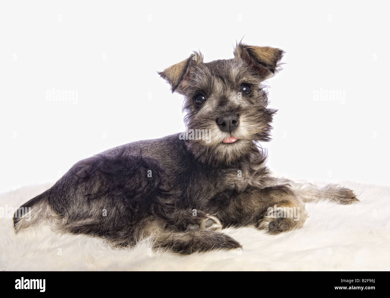 Adorable Miniature Schnauzer puppy lying down isolated on white background Stock Photo