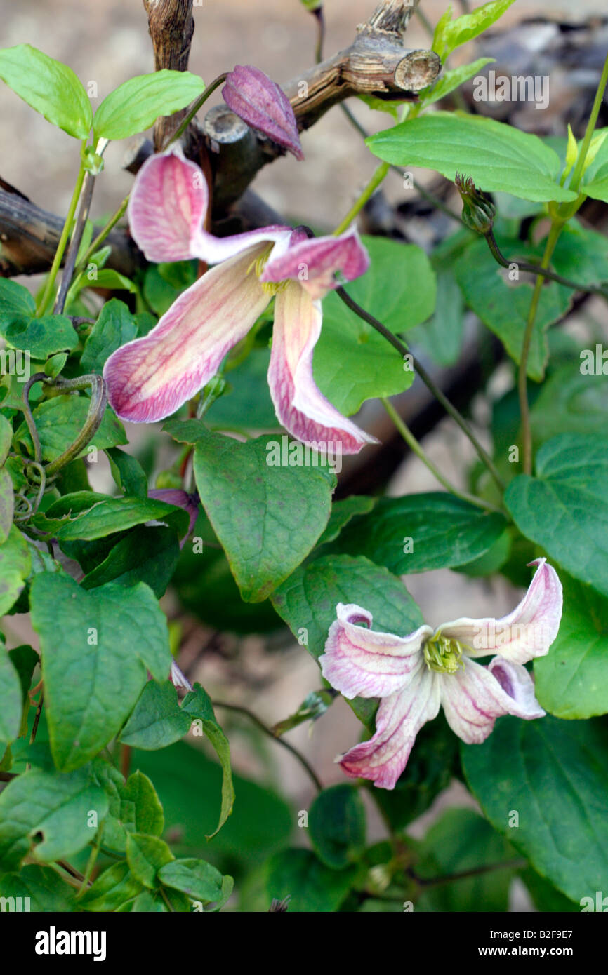 CLEMATIS PAGODA VITICELLA GROUP Stock Photo