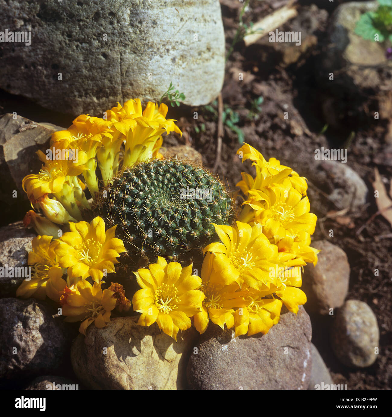 Crown cactus - blossoms / Rebutia marsoneri Stock Photo