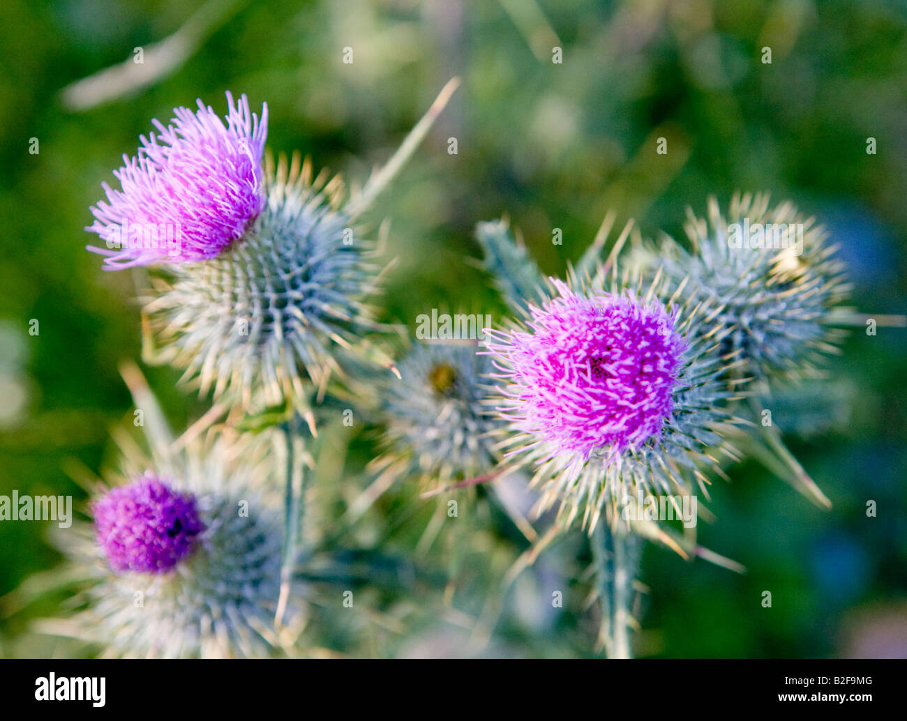Scottish thistles hires stock photography and images Alamy