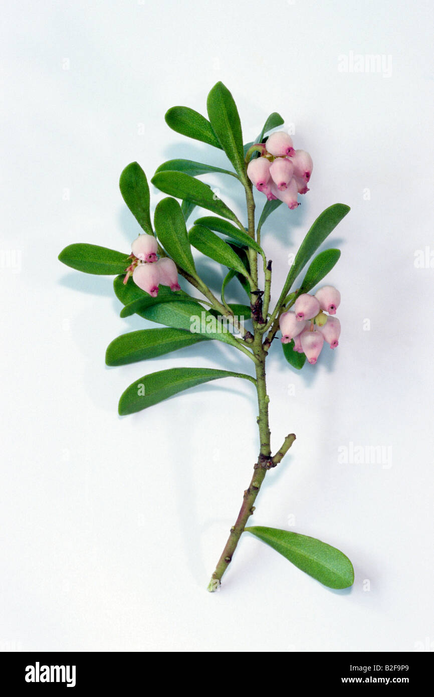 Bearberry, Mountain Cranberry (Arctostaphylos uva-ursi), flowering twig, studio picture Stock Photo