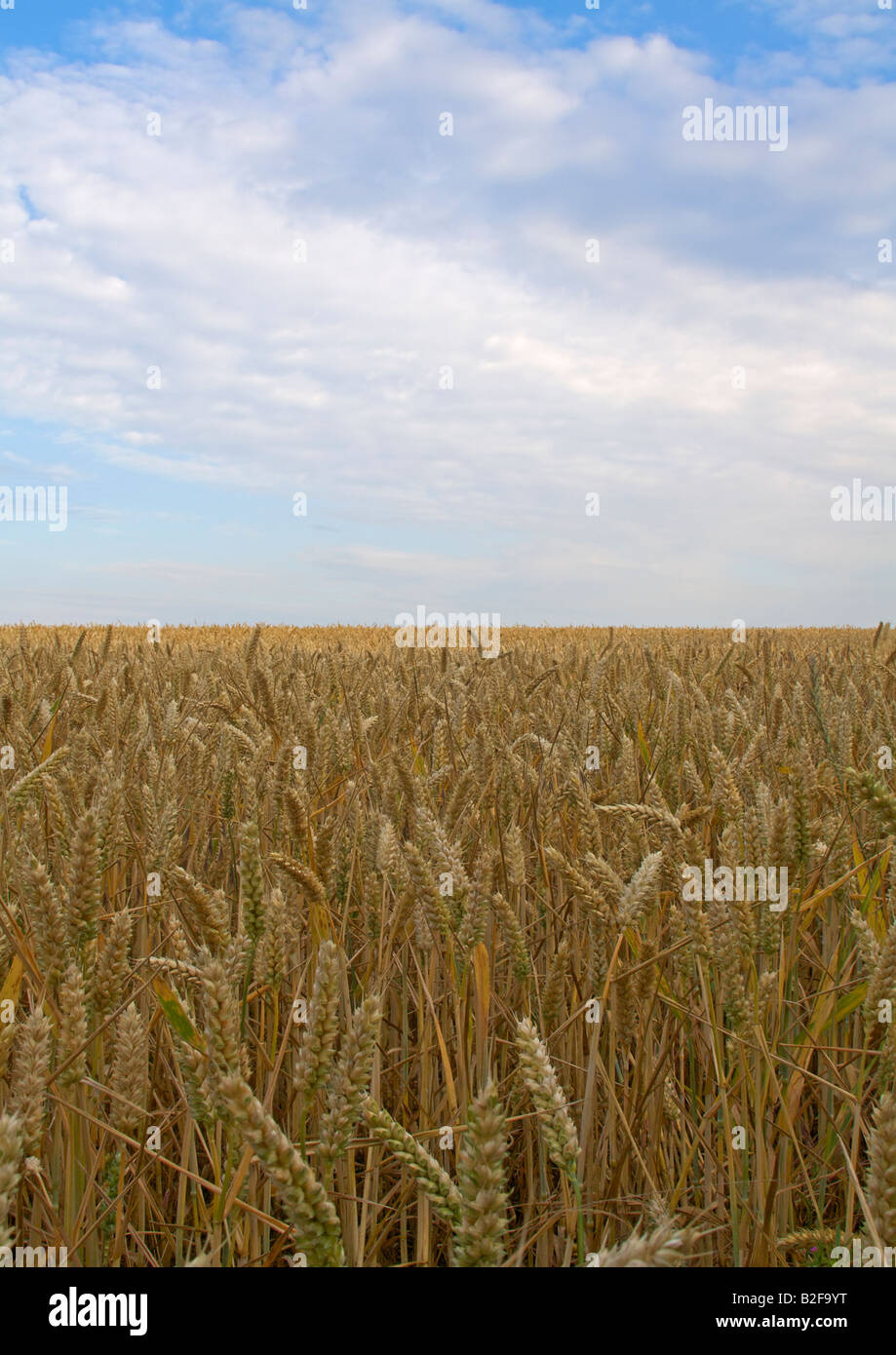 Field of wheat under blue sky with white clouds Stock Photo - Alamy