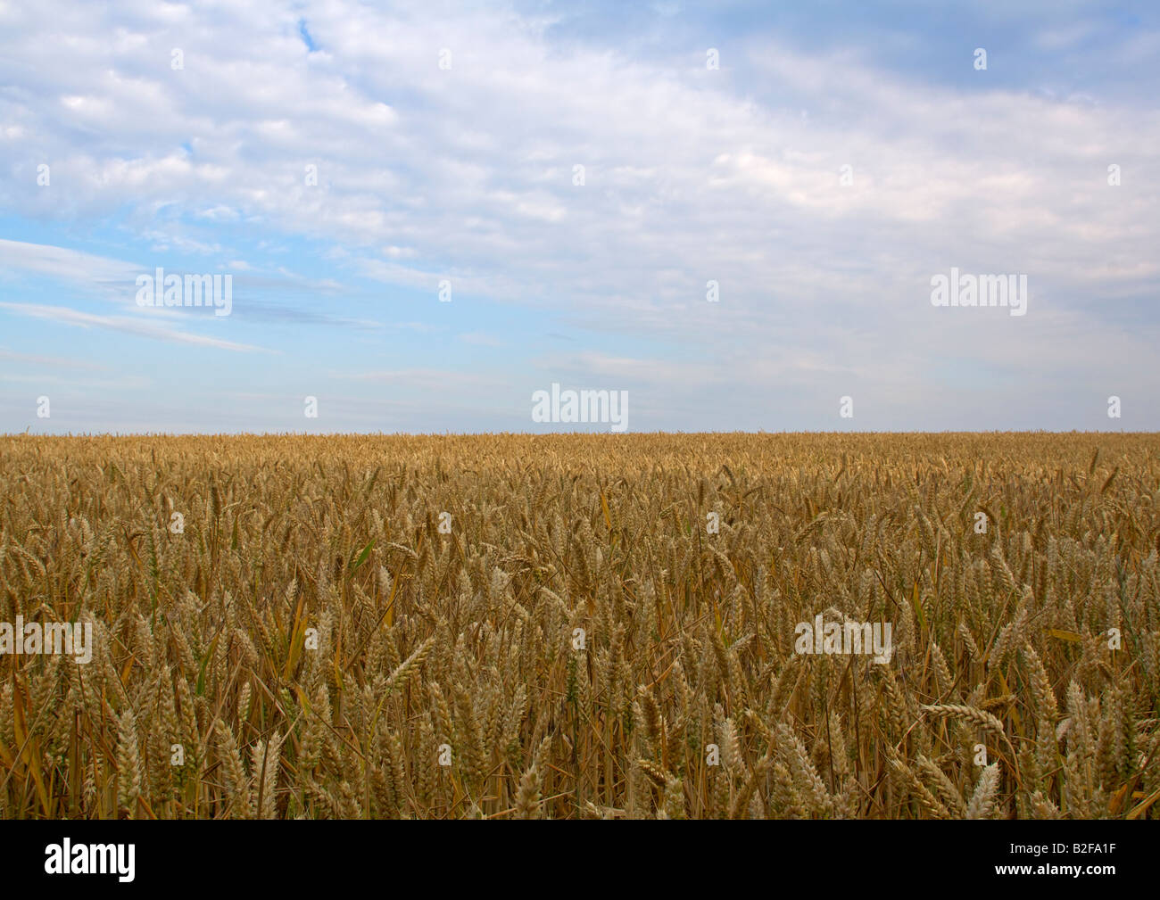 Field of wheat under blue sky with white clouds Stock Photo - Alamy