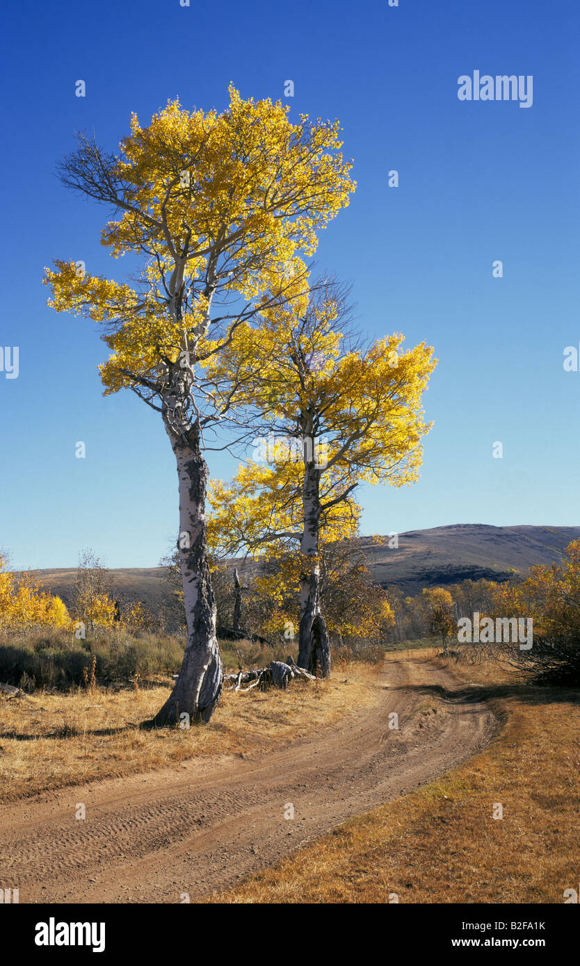 Aspen trees turn gold with the arrival of autumn in the rugged Steens