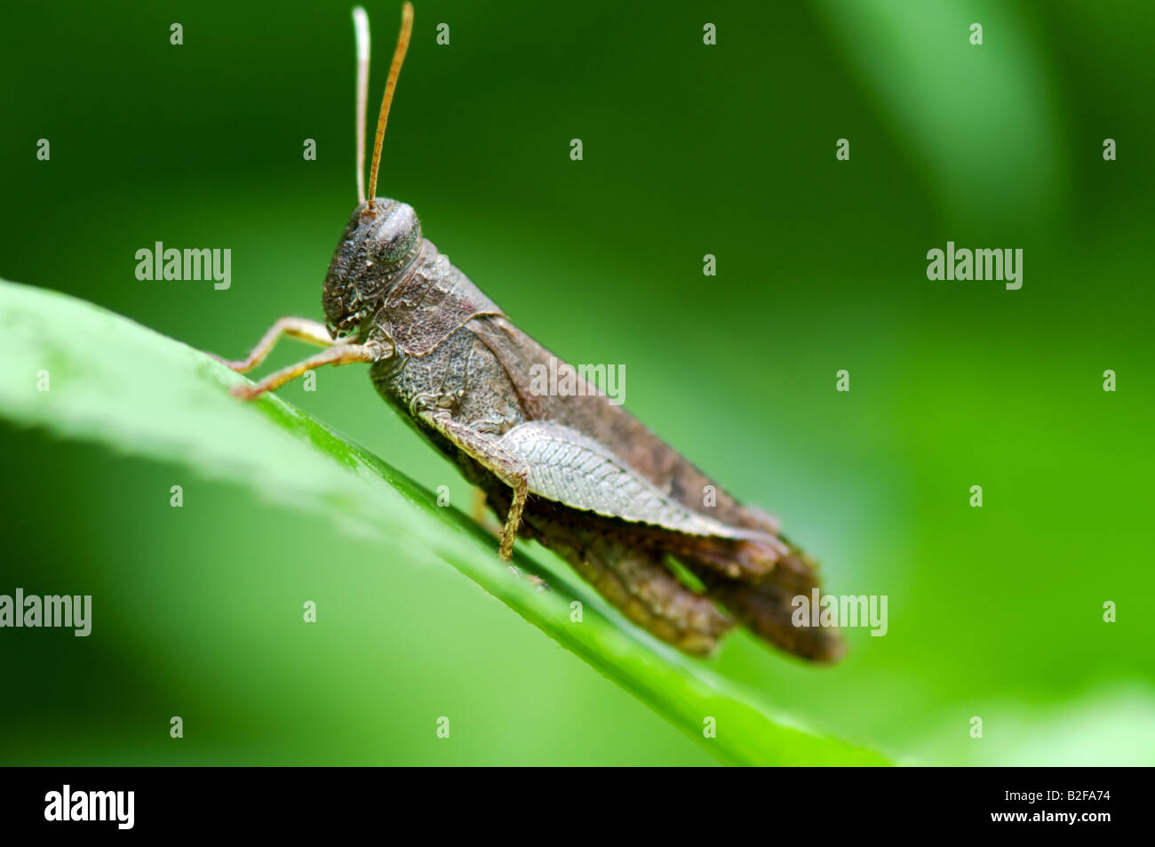 The side view of grasshopper on leaf Stock Photo