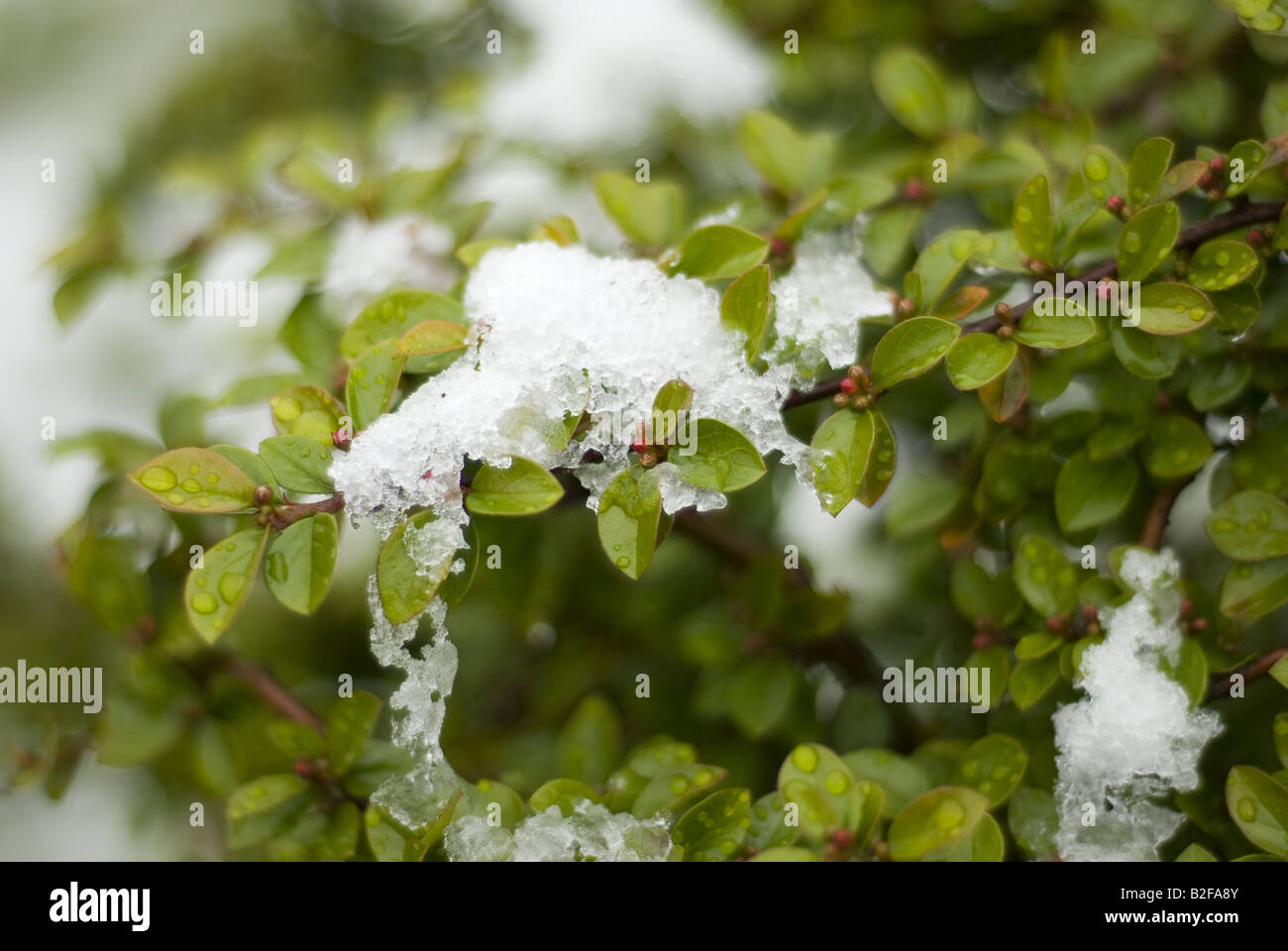 Snow that has turned to ice sits on leaves in a bush in London, UK. Stock Photo