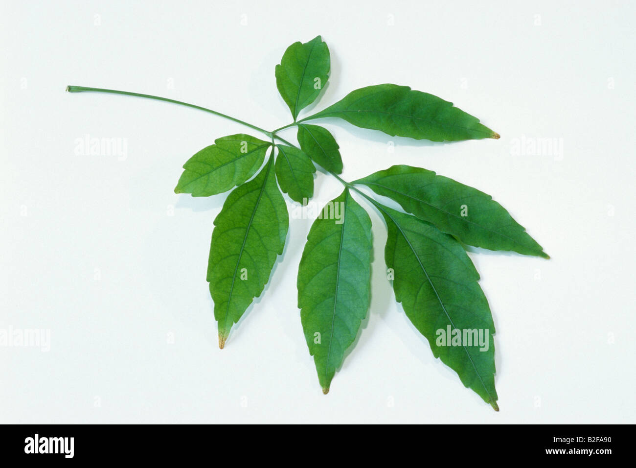 Guarana (Paullinia cupana), twig, studio picture Stock Photo