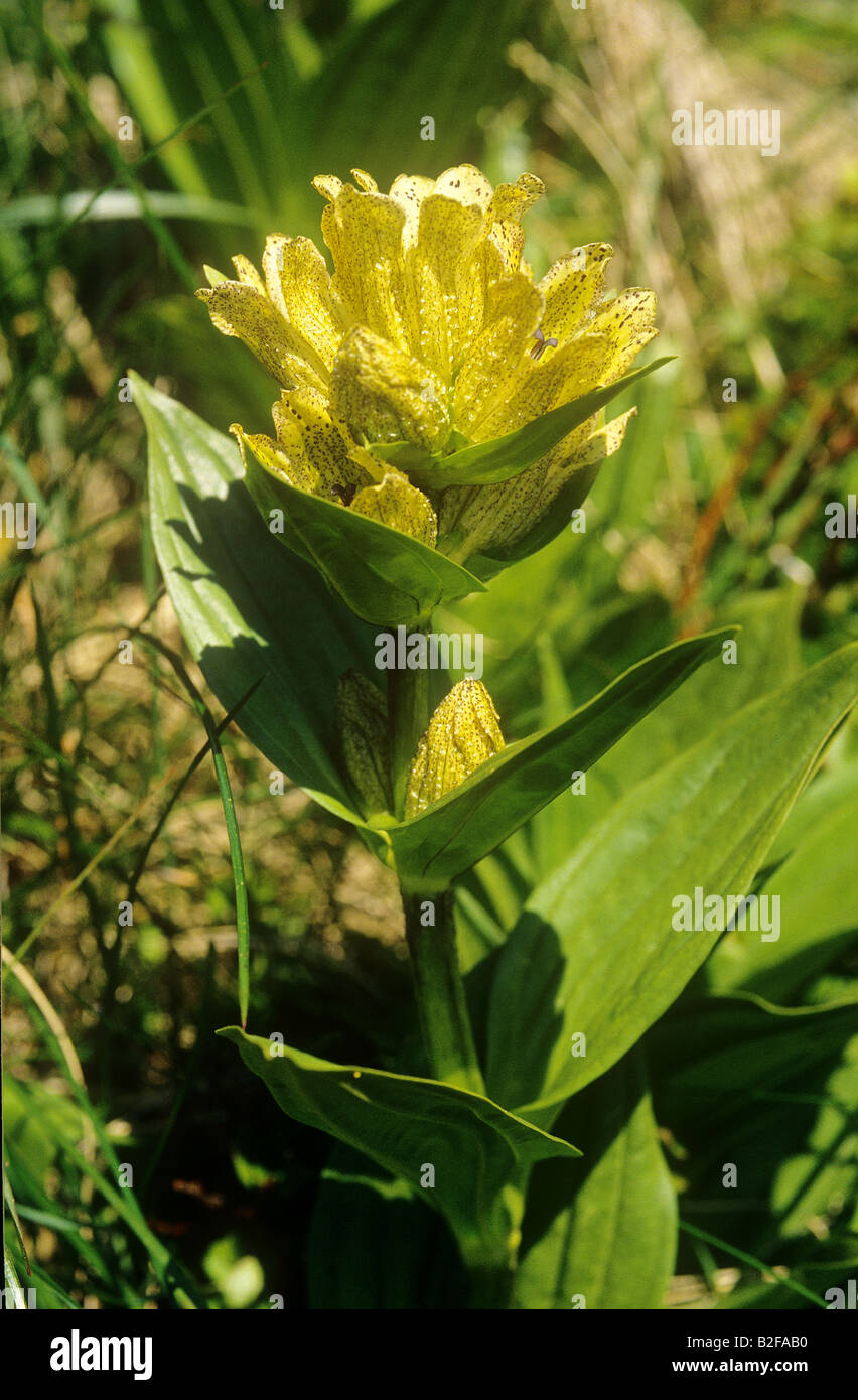 spotted gentian - blossom / Gentiana punctata Stock Photo