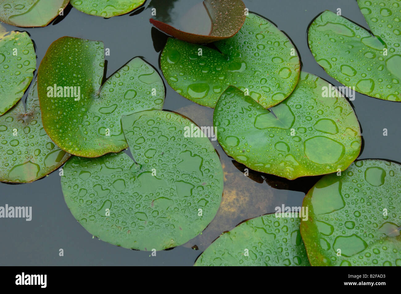 Water lily leaves on a garden pond in the rain in summer Stock Photo
