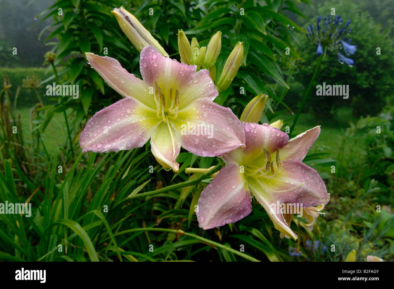 A pink yellow day lily Hemerocallis sp flower with rain drops Stock Photo