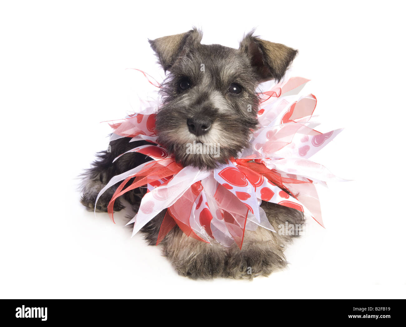 Adorable Miniature Schnauzer puppy 